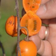 Саджанець Актинідія макросперма (жіноча) в контейнері